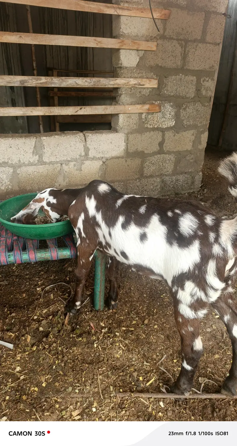 Goats for sale — photo 2