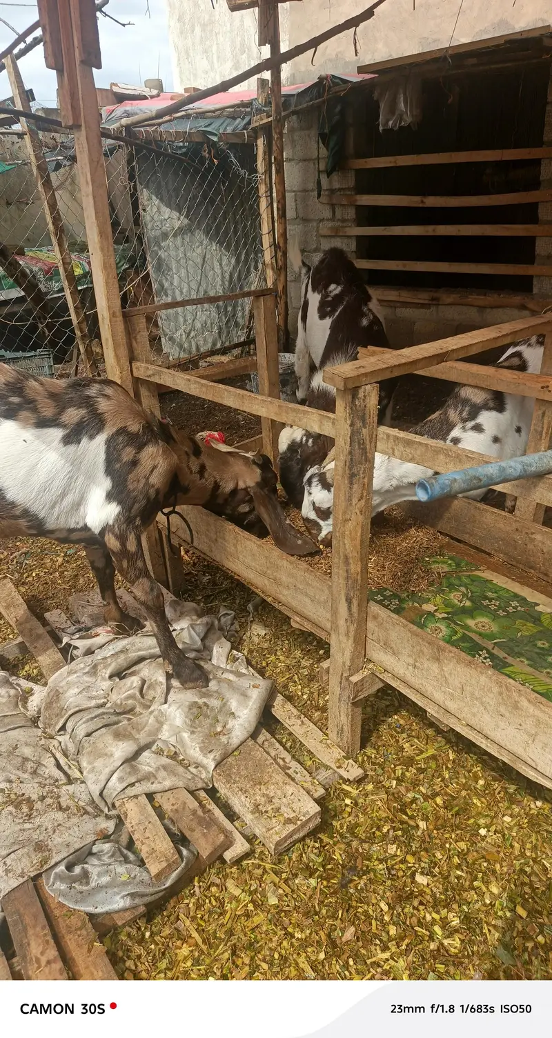 Goats for sale — photo 3