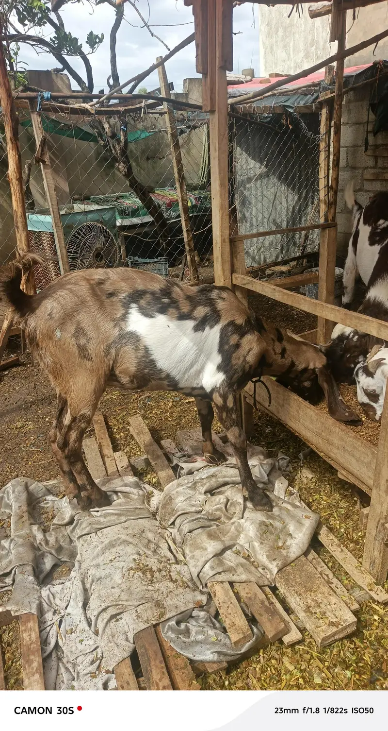 Goats for sale — photo 4