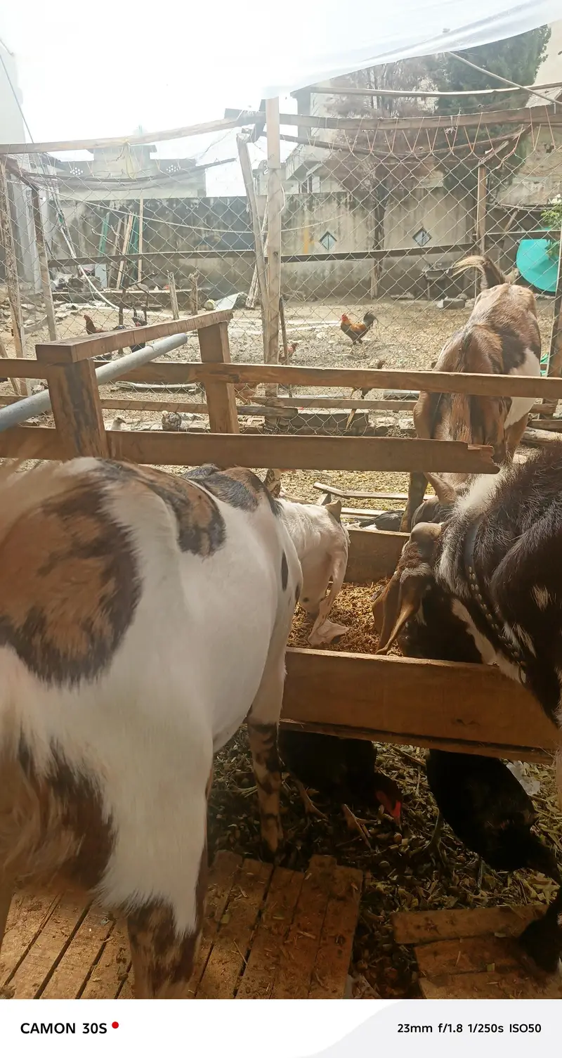 Goats for sale — photo 5