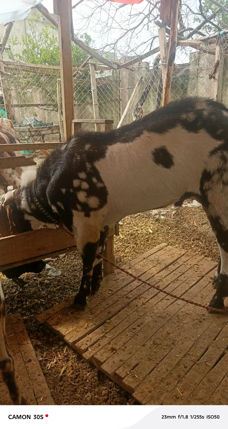 Goats for sale — photo 6