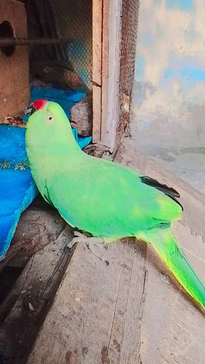 Mithu mithu bolne wala parrot
