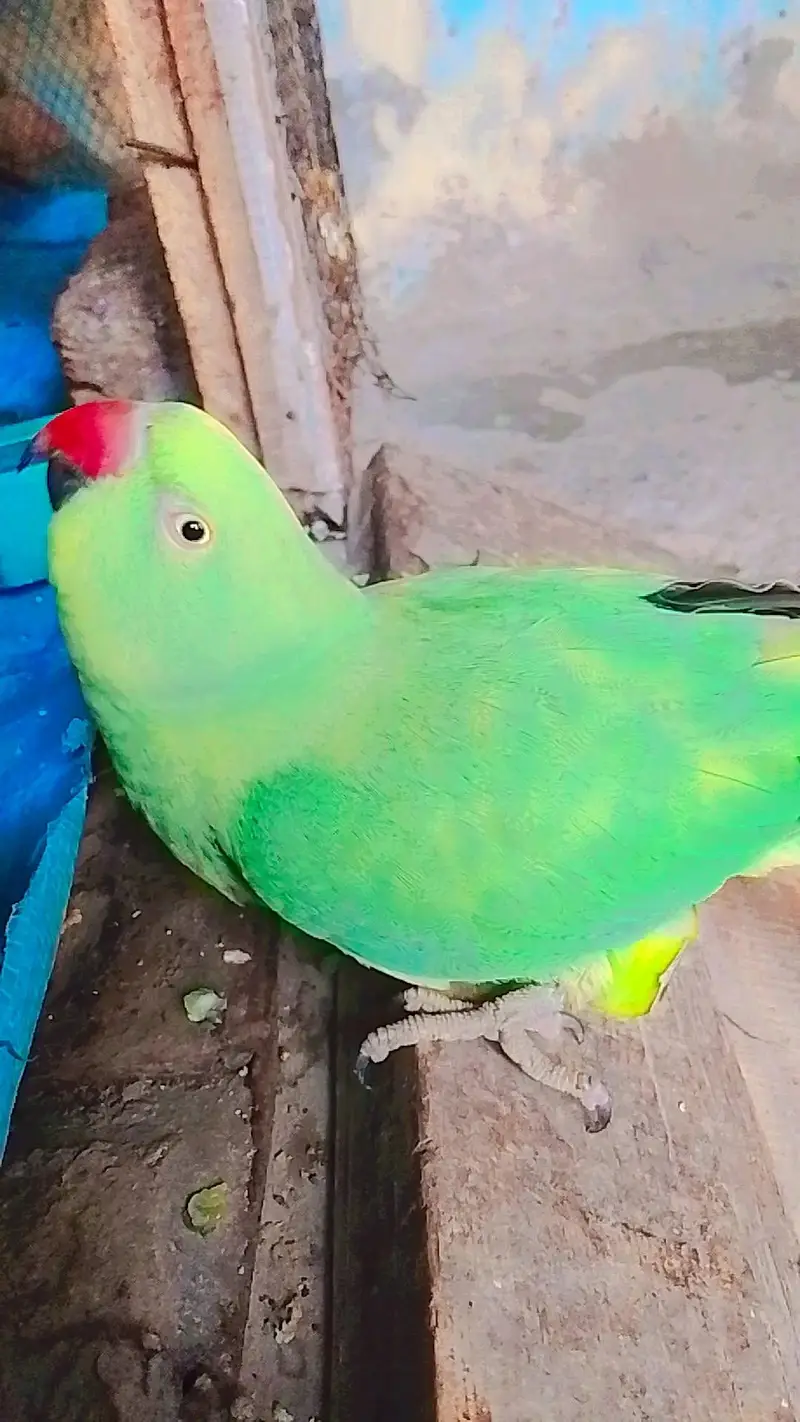 Mithu mithu bolne wala parrot — photo 2