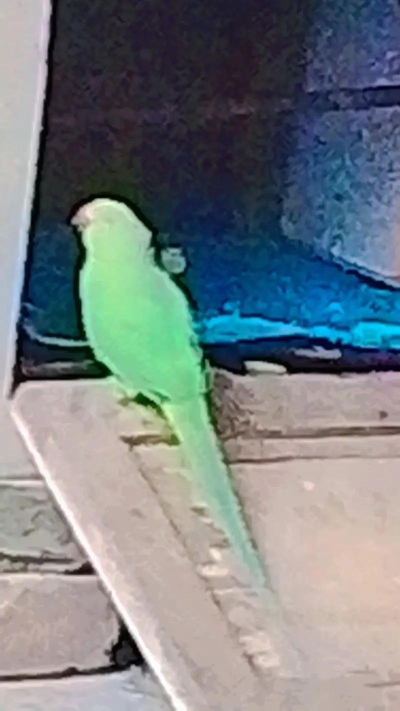 Mithu mithu bolne wala parrot — photo 3