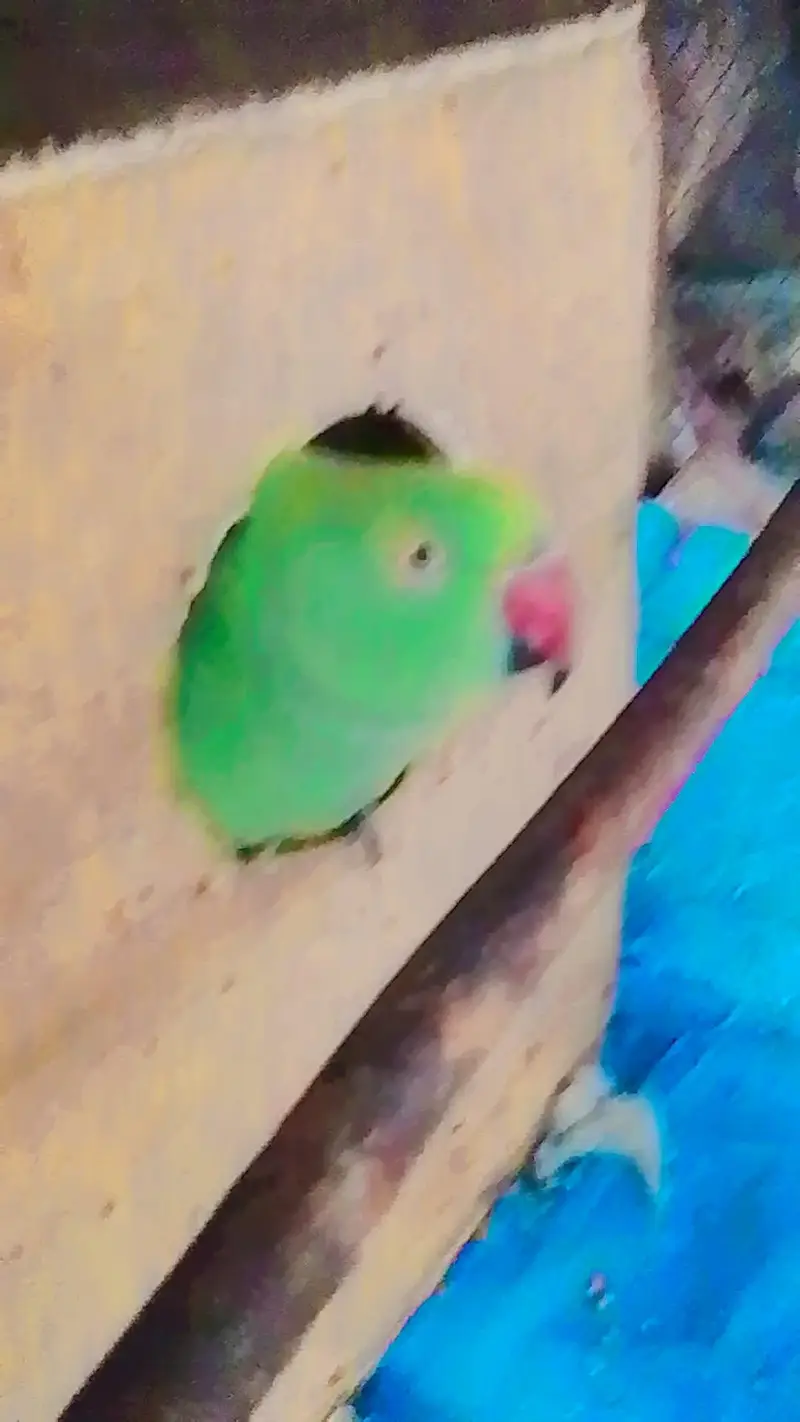 Mithu mithu bolne wala parrot — photo 4