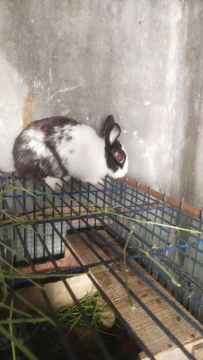 drwaf hotot bunny
