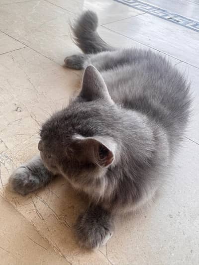 Persian cats