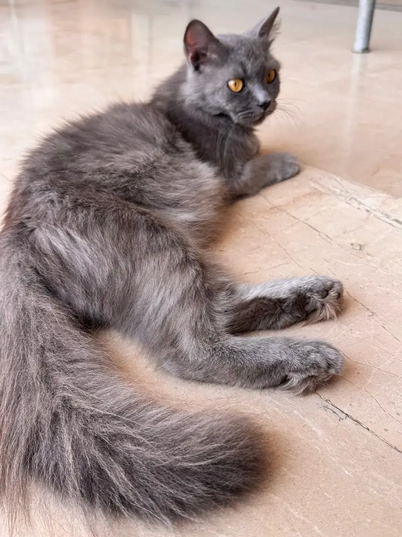 Persian cats — photo 2