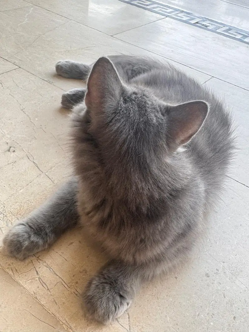 Persian cats — photo 3