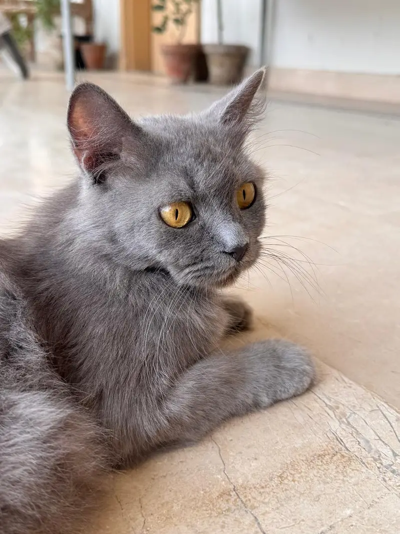 Persian cats — photo 4
