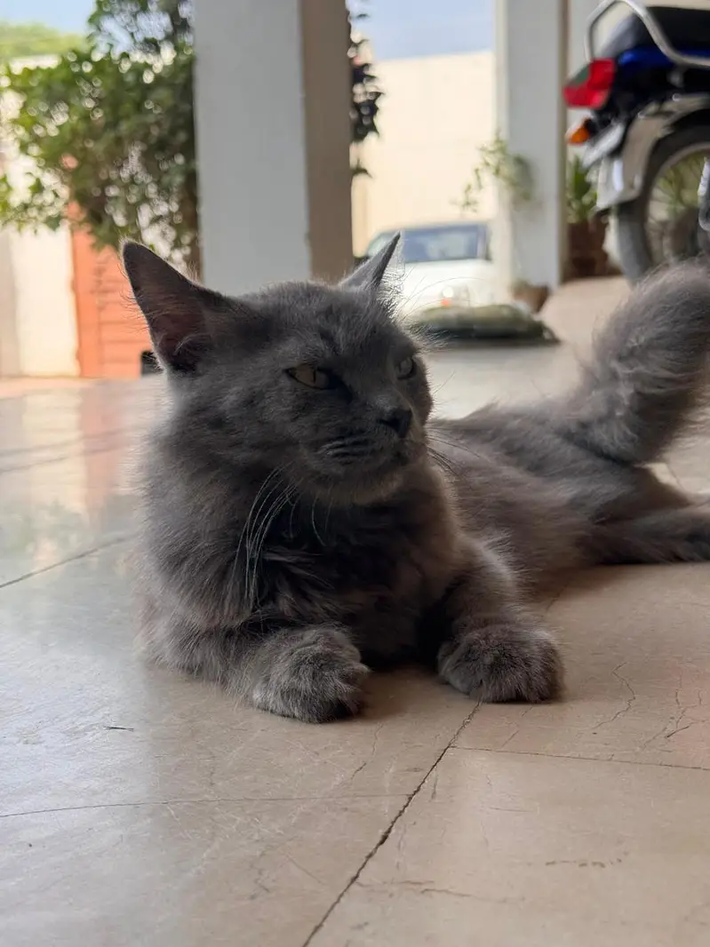 Persian cats — photo 5