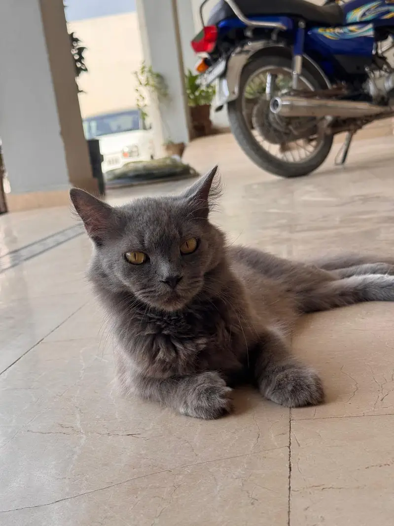Persian cats — photo 6