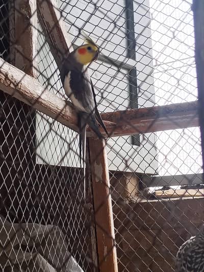 cocktail pir for sale