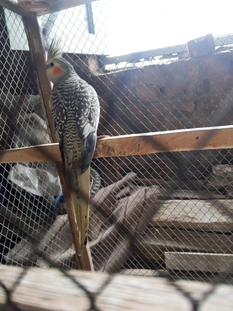 cocktail pir for sale — photo 2