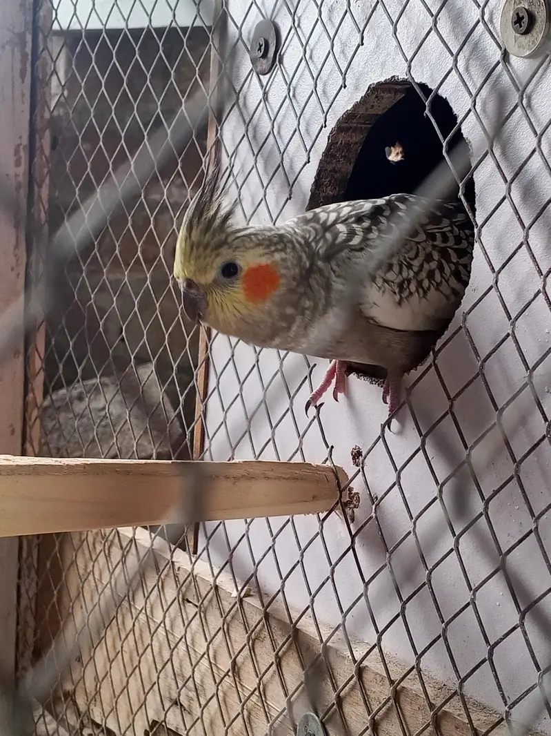 cocktail pir for sale — photo 3