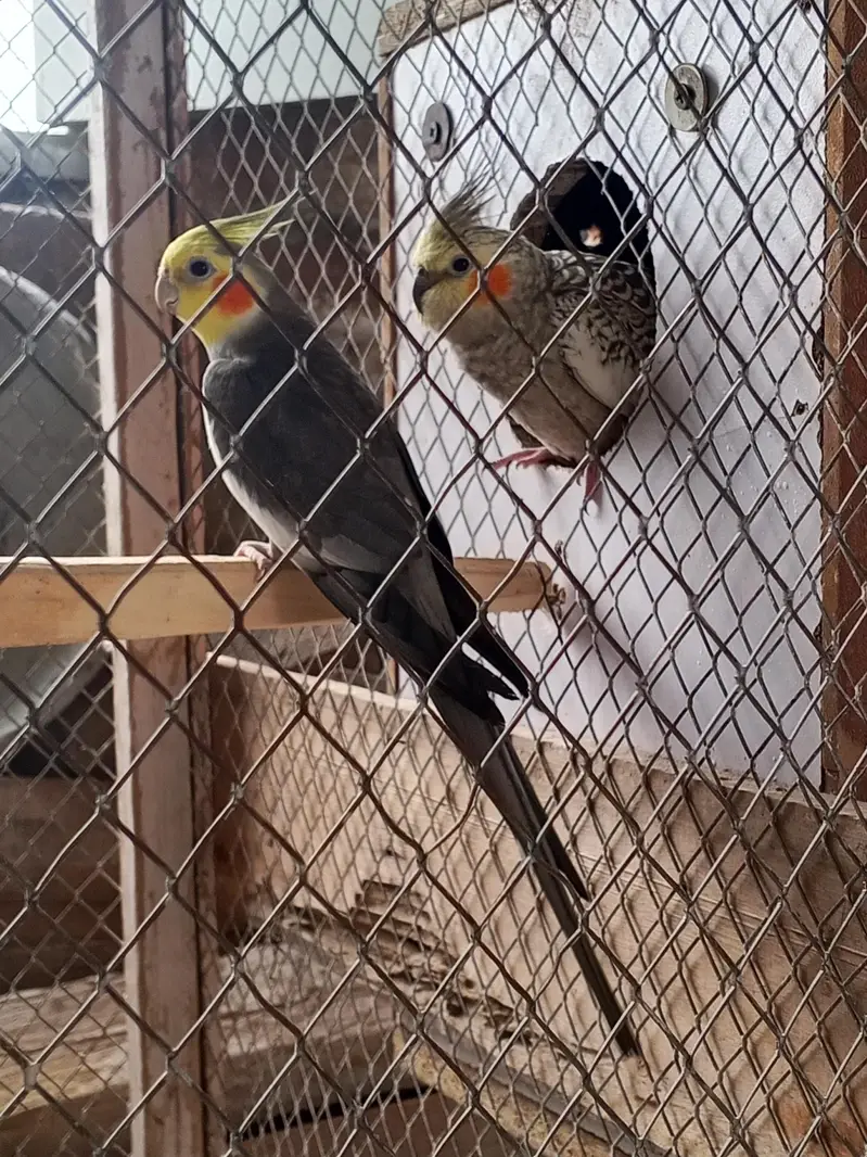 cocktail pir for sale — photo 4