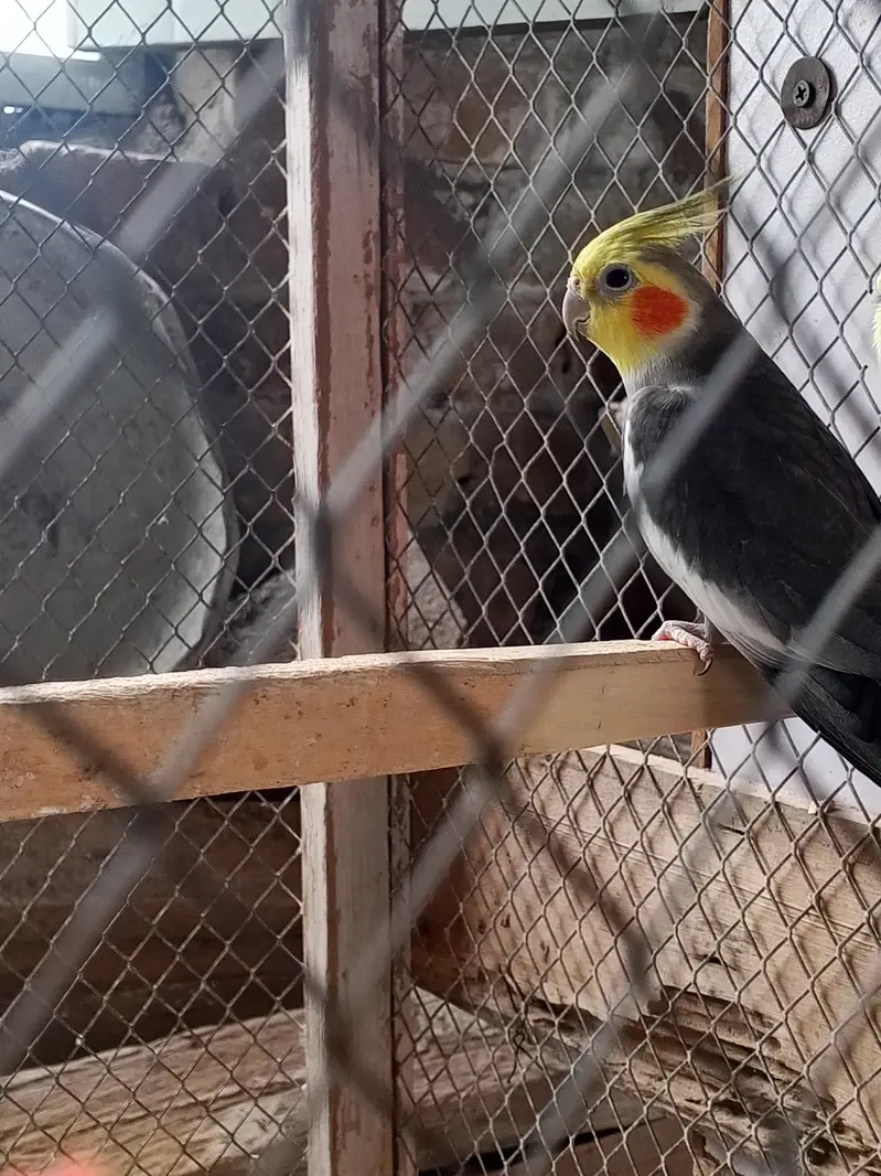 cocktail pir for sale — photo 6