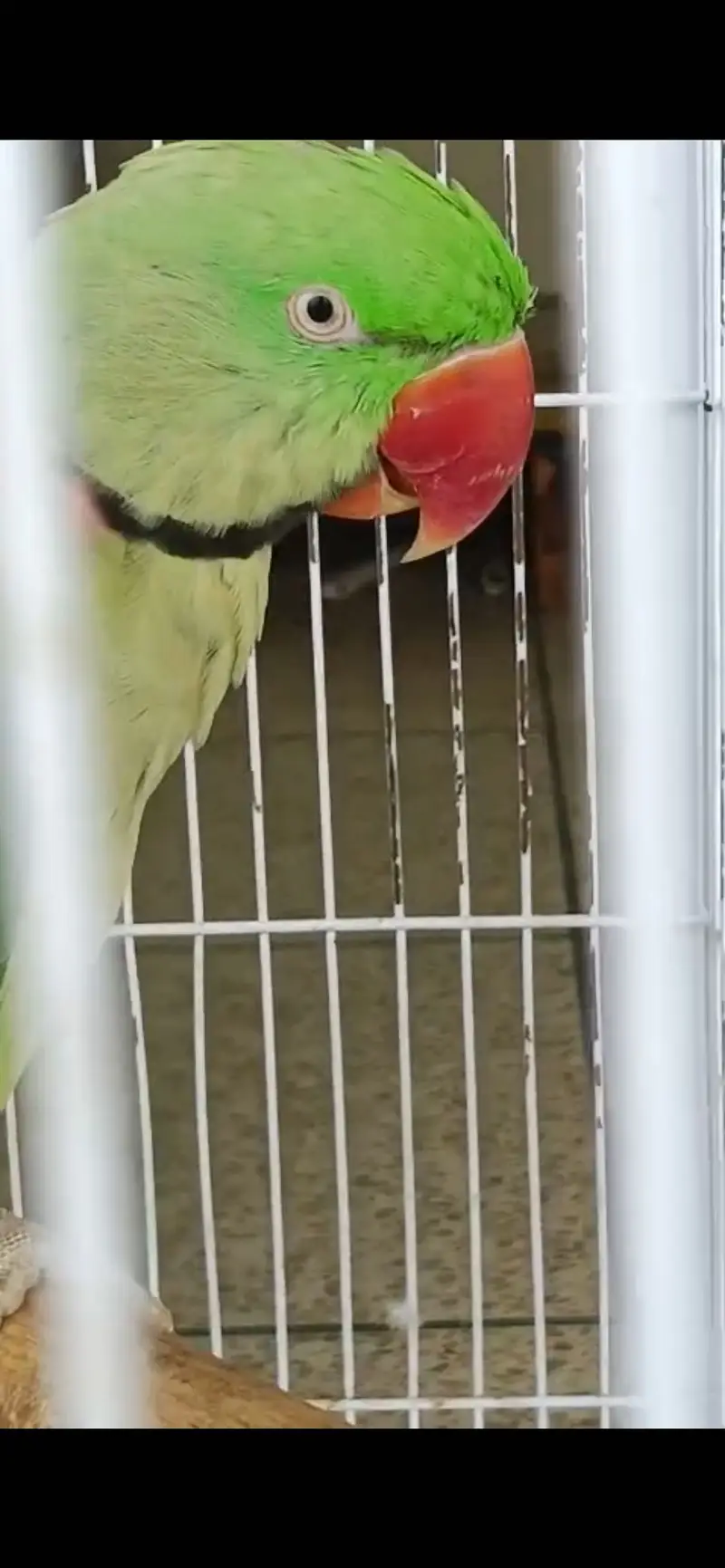 Raw Male jumbo size talking — photo 5