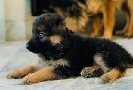 German shepherd king shepherd water volipuppy available