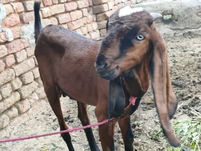 beautiful beetal Bakra for sale