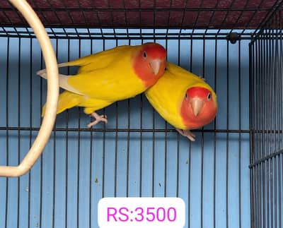 Love birds, Cocktails ,Java ,Buges with chicks,(2 cages, 8,6 Portion)