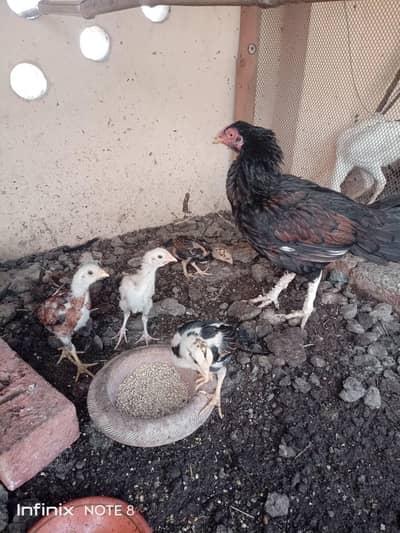 Aseel Murgi/Miamwali Murgi/Desi Murghi/Aseel Chicks/Miamwali Chicks/