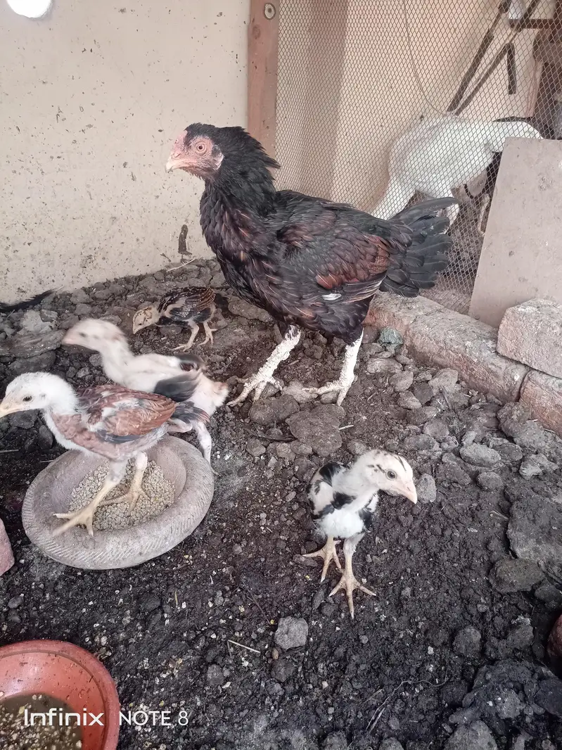 Aseel Murgi/Miamwali Murgi/Desi Murghi/Aseel Chicks/Miamwali Chicks/ — photo 4