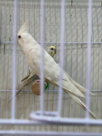 Cocktail Male with DNA exchange possible