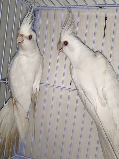 Cocktai pair for sale exchange possible