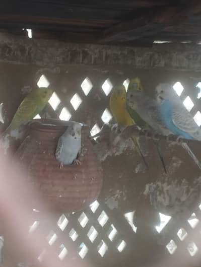 Australian Budgie Parrots