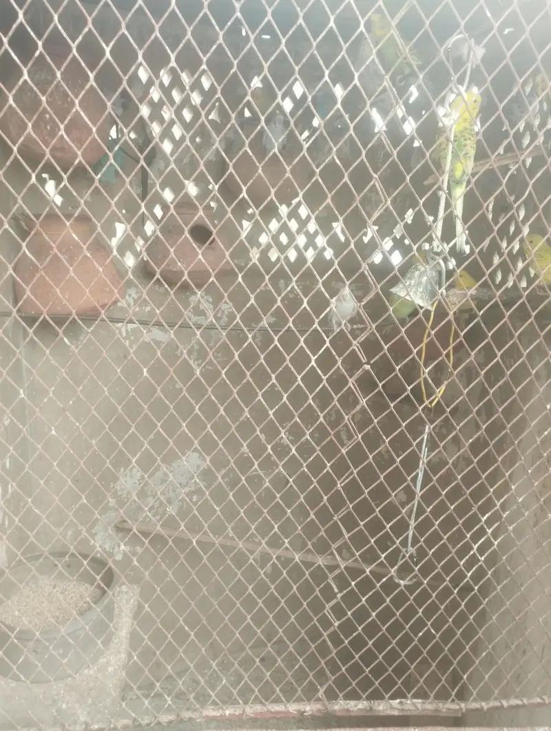 Australian Budgie Parrots — photo 2