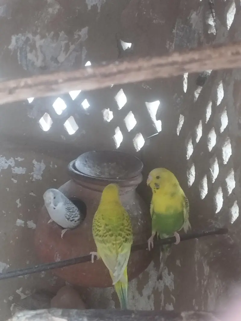 Australian Budgie Parrots — photo 4