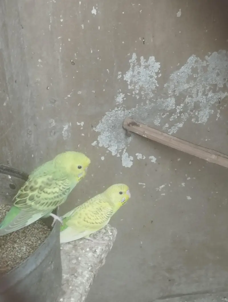 Australian Budgie Parrots — photo 5