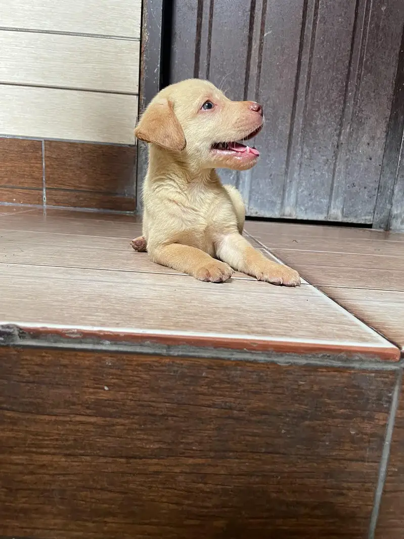 Labrador puppie | Labra dogs | American labra | british labra puppie — photo 2