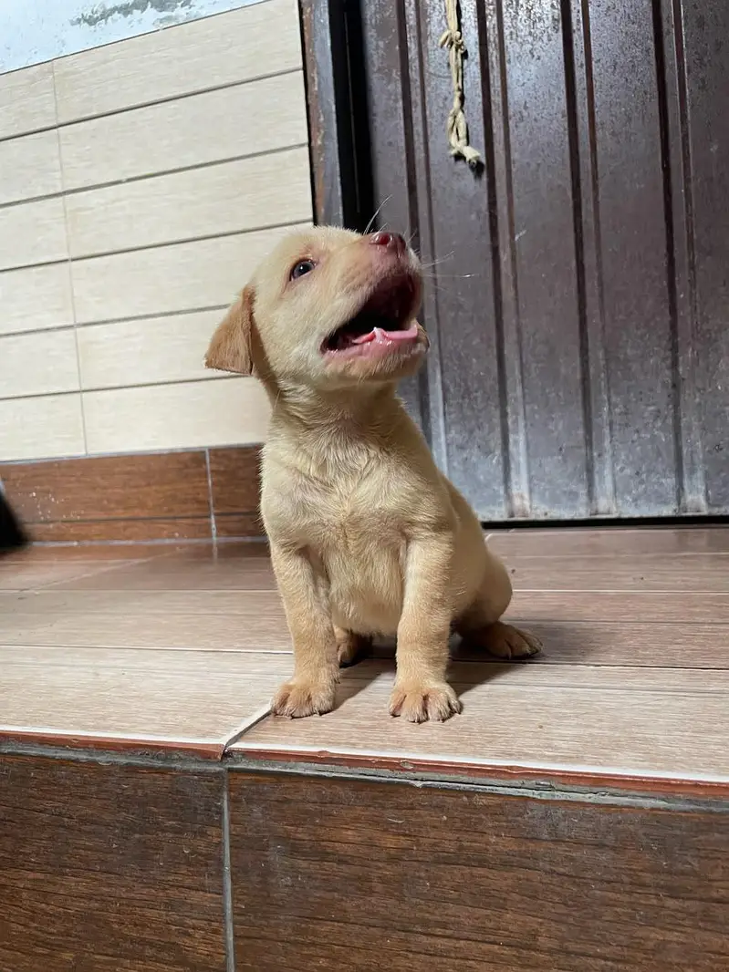 Labrador puppie | Labra dogs | American labra | british labra puppie — photo 3