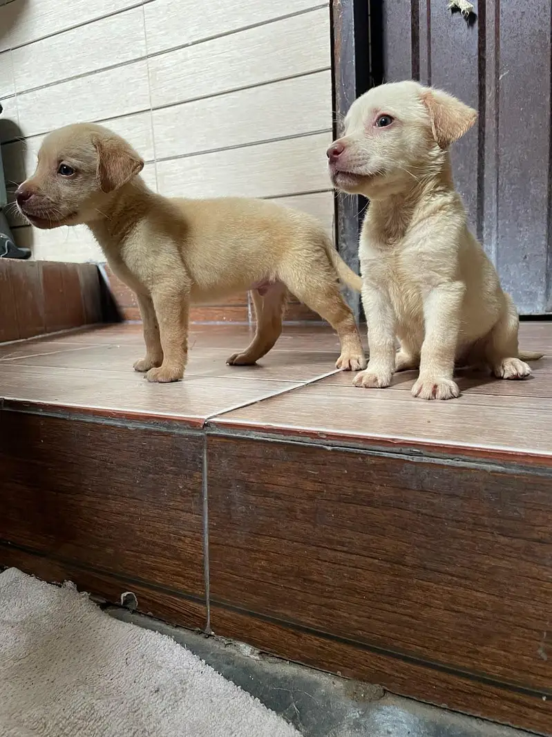 Labrador puppie | Labra dogs | American labra | british labra puppie — photo 5