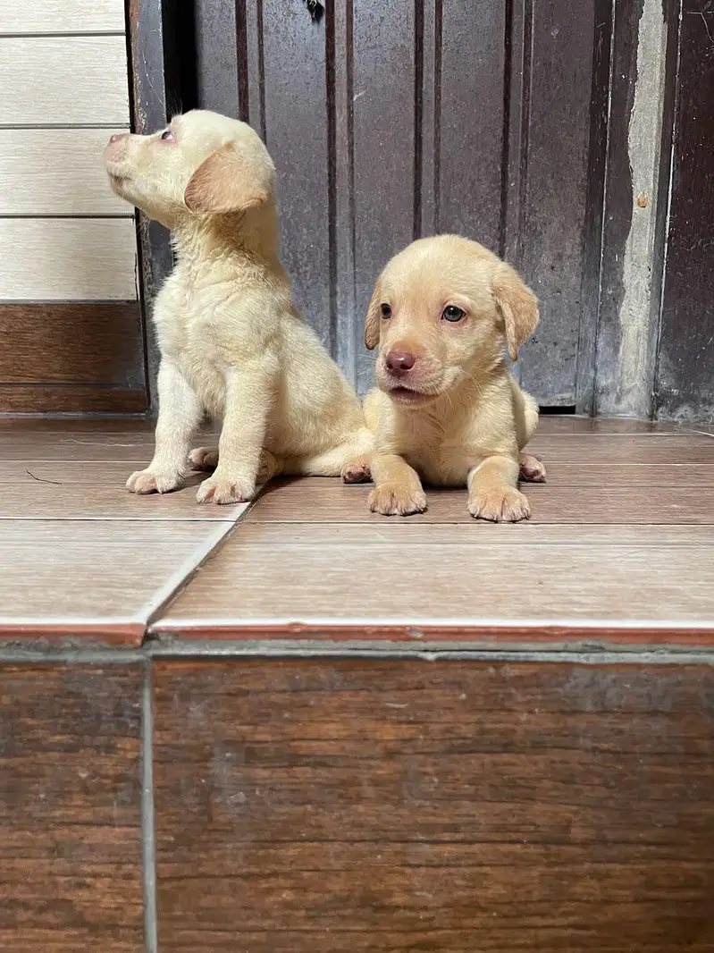 Labrador puppie | Labra dogs | American labra | british labra puppie — photo 4