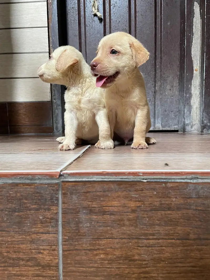 Labrador puppie | Labra dogs | American labra | british labra puppie — photo 6
