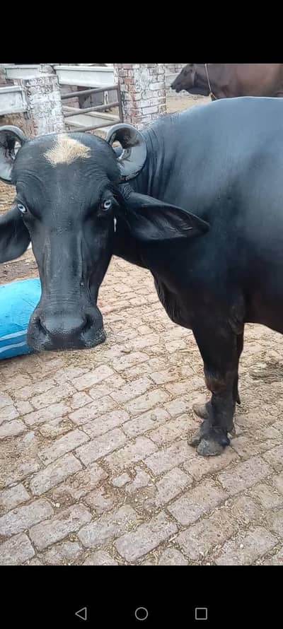 jhoti for sale