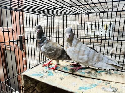 Peswahri Pair