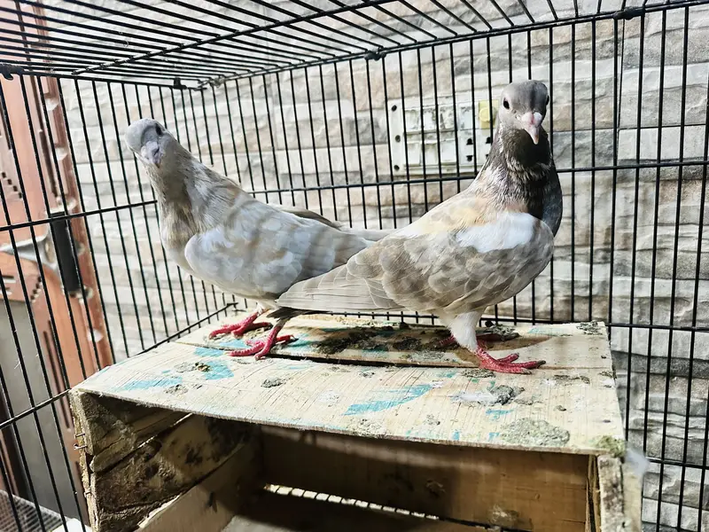 Peswahri Pair — photo 2
