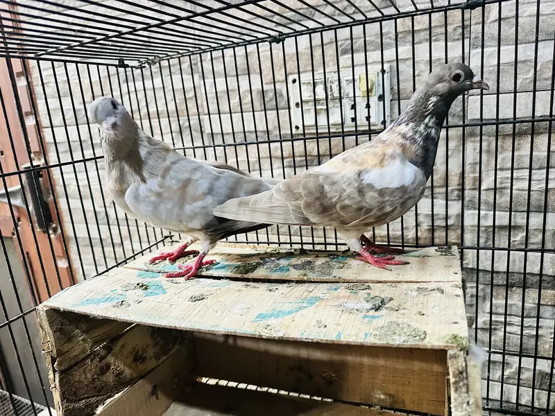Peswahri Pair — photo 3