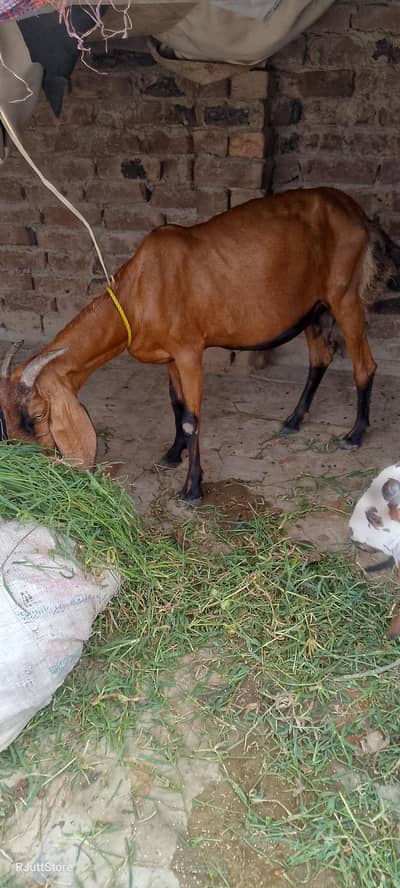 Bakri for sale goat for sale