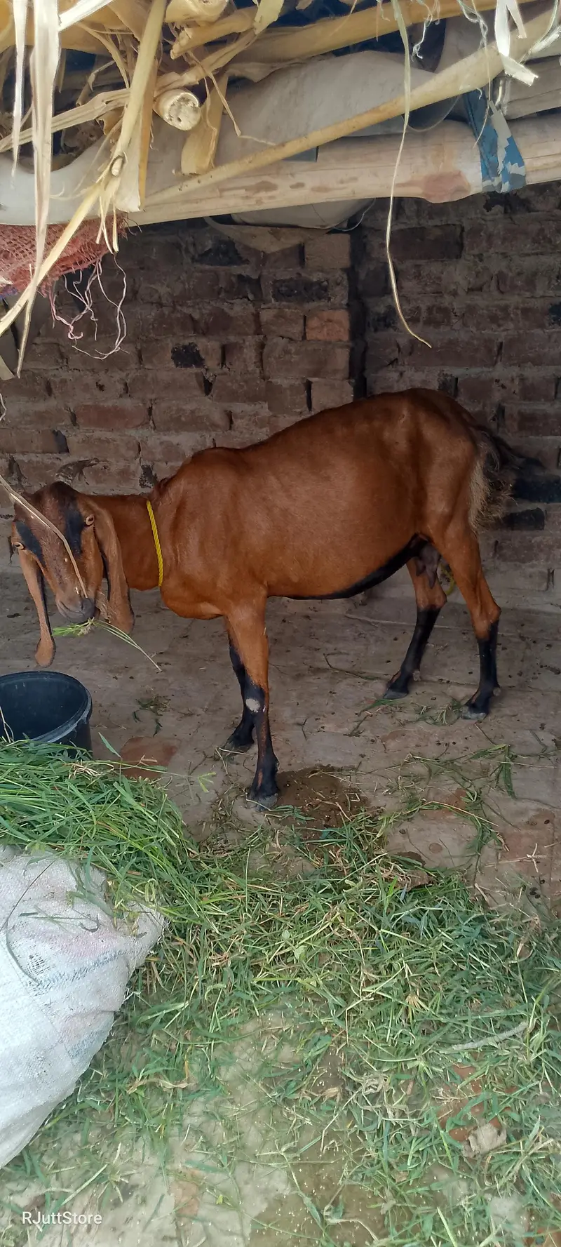 Bakri for sale goat for sale — photo 2