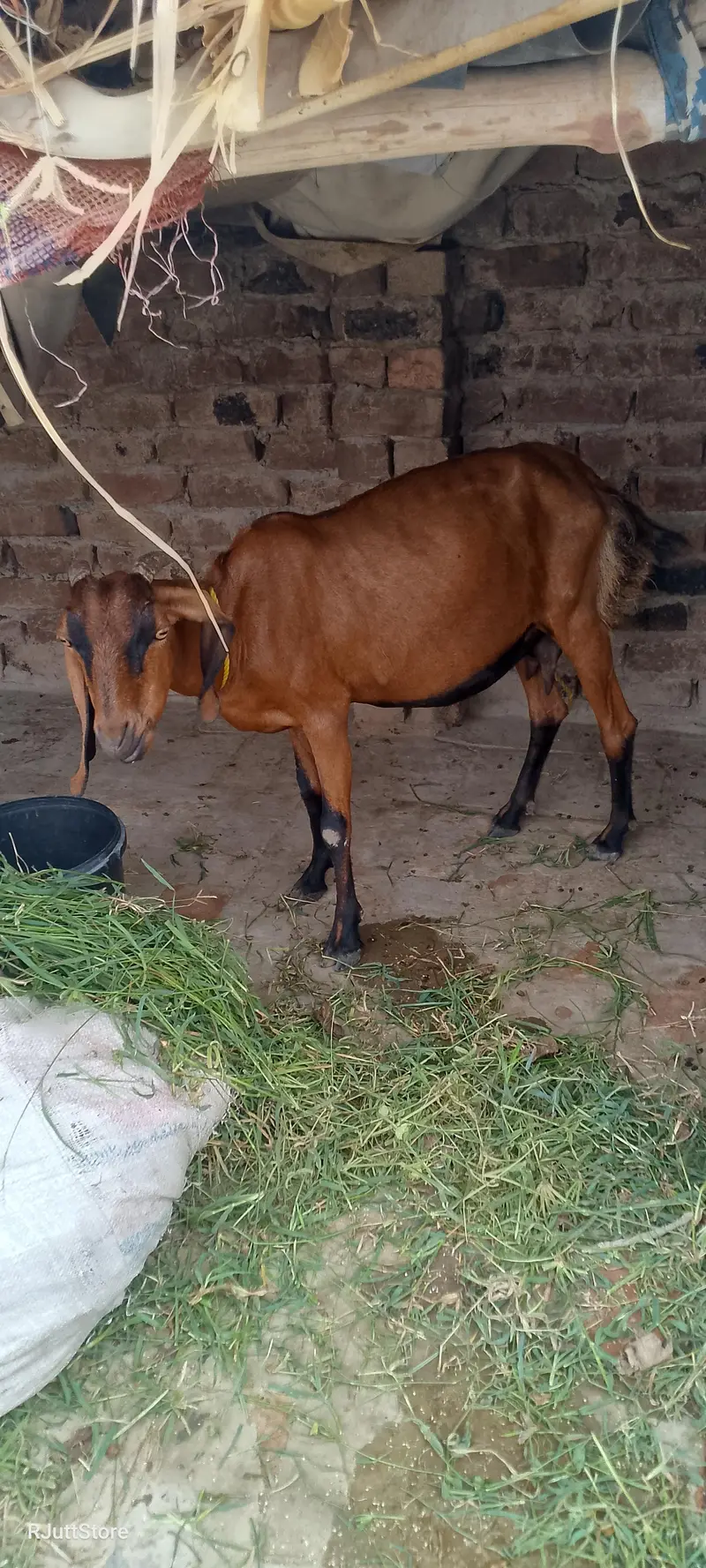 Bakri for sale goat for sale — photo 3