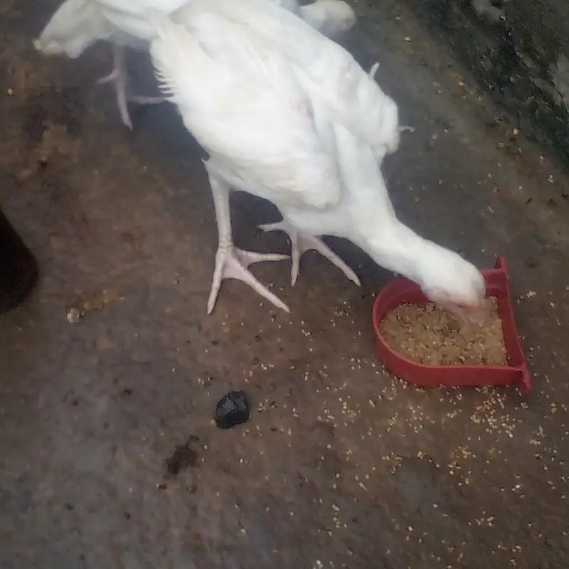 Heera aseel patha age 4 to 5 month high quailty waliiu cheez ha — photo 3