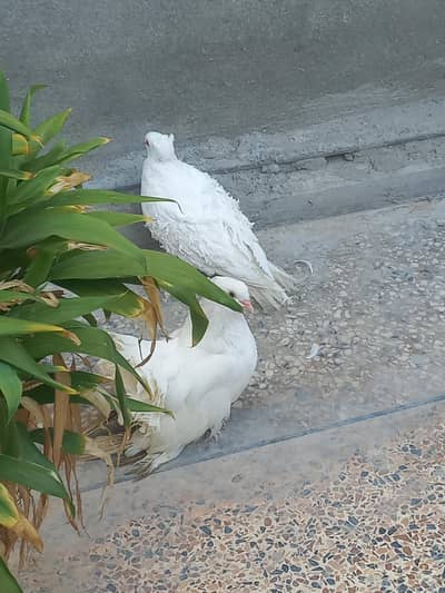 Breeder Female American and Frill