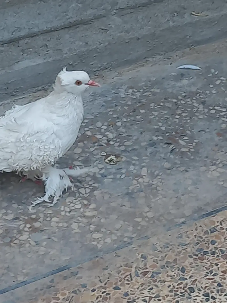 Breeder Female American and Frill — photo 2