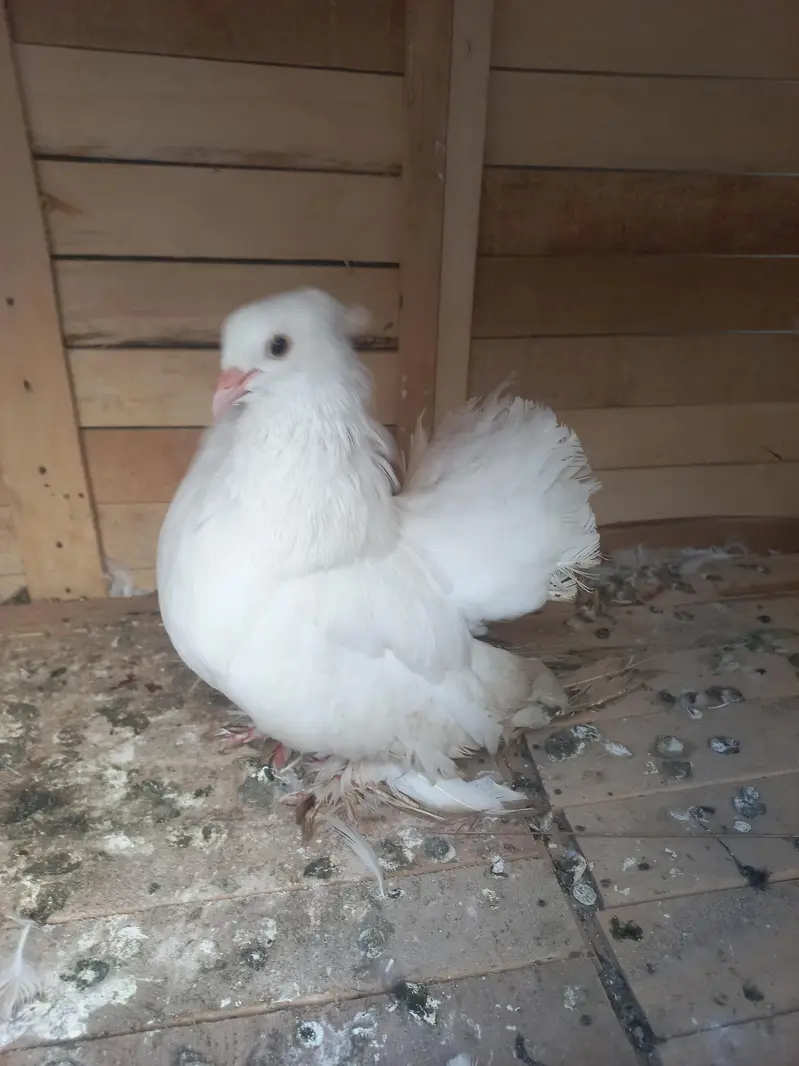 Breeder Female American and Frill — photo 6