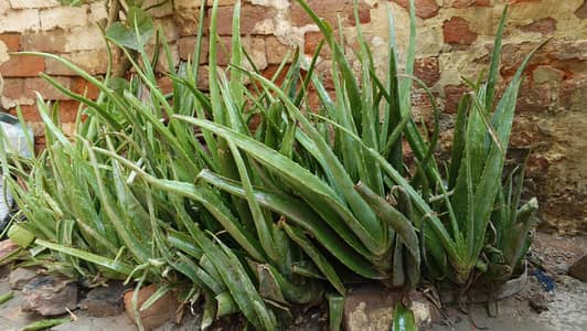Aloe Vera plants 